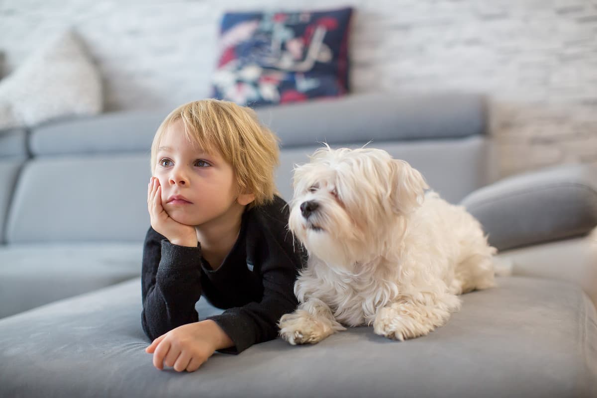 Cute blond child, toddle boy, watching TV with his pet maltese dog