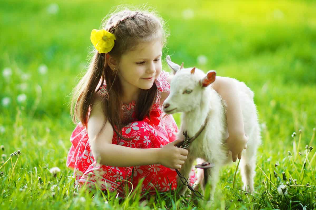 Little girl Outdoor in nature play with a White Goat