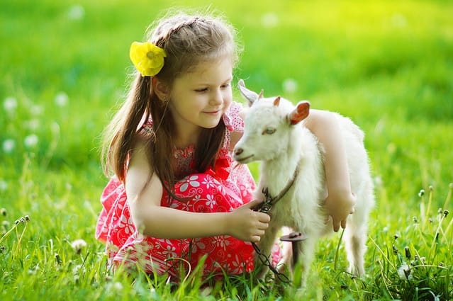 Little girl Outdoor in nature play with a White Goat