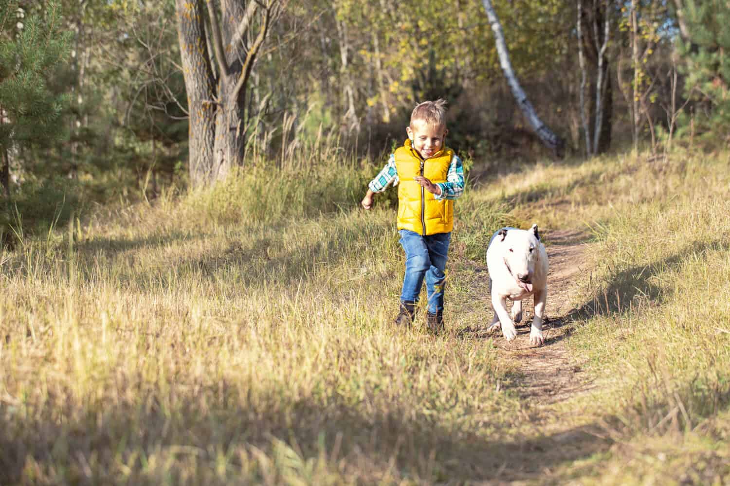 Are bull terriers good with kids? Little boy and his best friend, a white English bull terrier running along a path in the woods on a sunny day