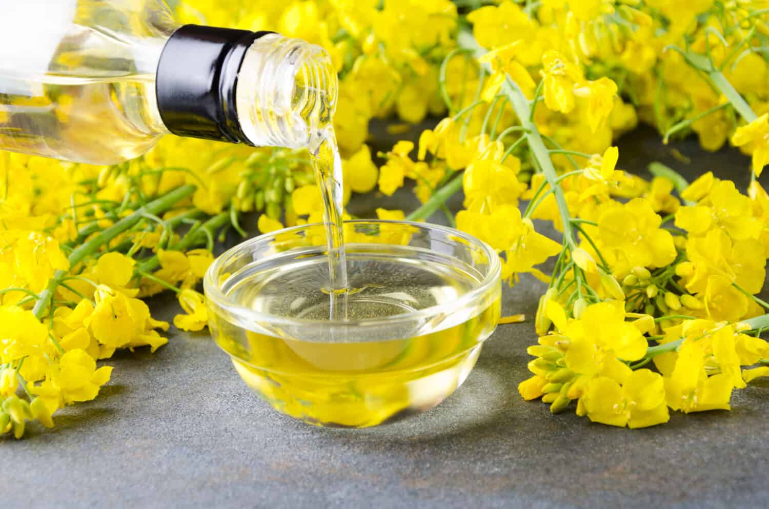 Pouring canola oil into the glass bowl against rapeseed blossoms on the grey surface, closeup shot