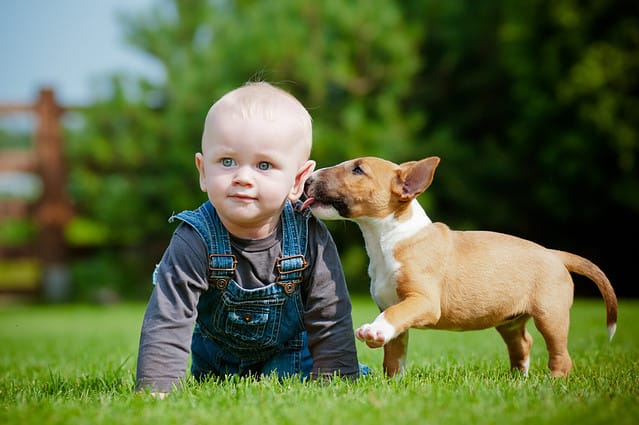 bull terrier good with kids? Puppy kissing a little boy