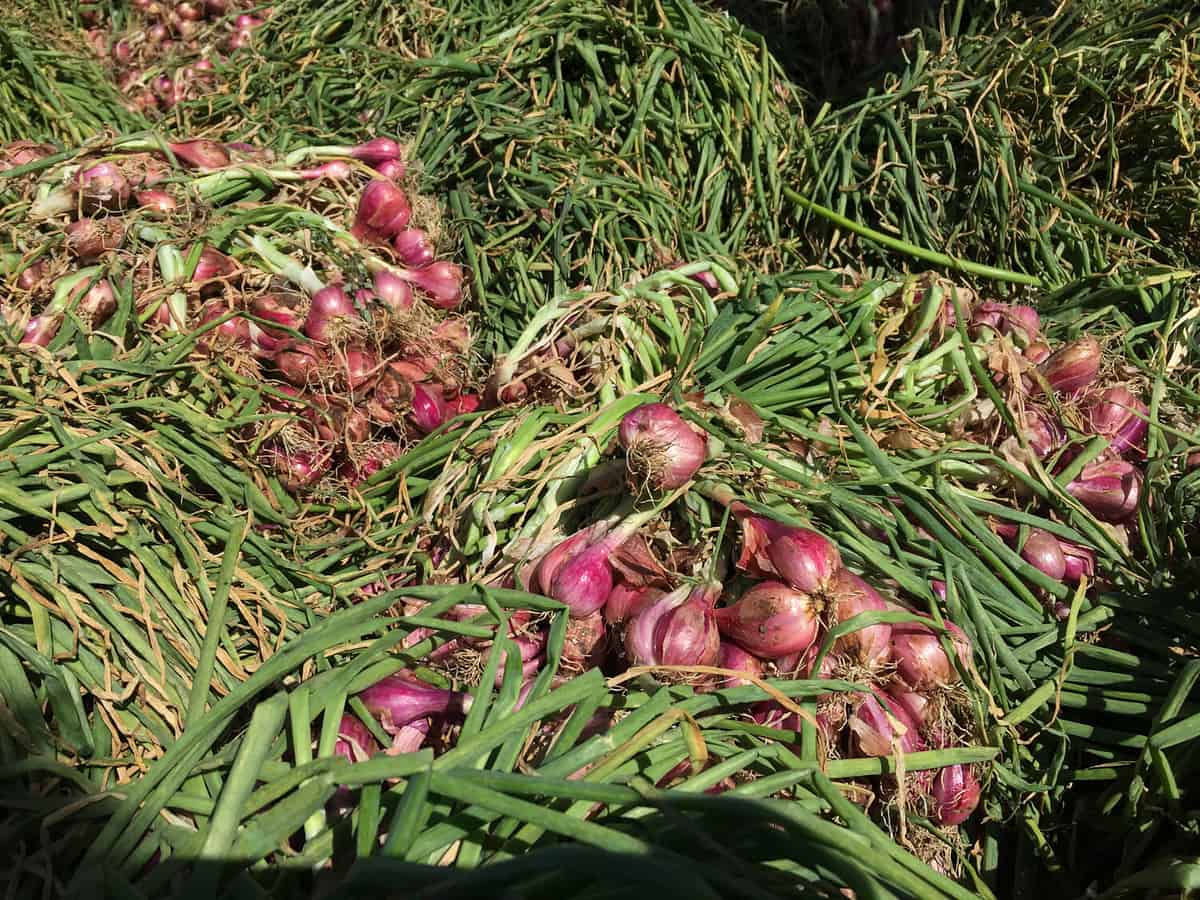 Freshly harvested shallot are dried under the sun