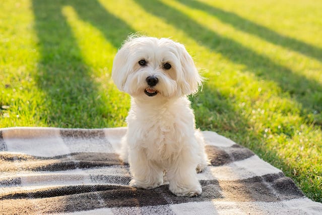 Maltese dog sits on a blanket and looks at the camera on a picnic in a park with sunlight. Background with copy space.