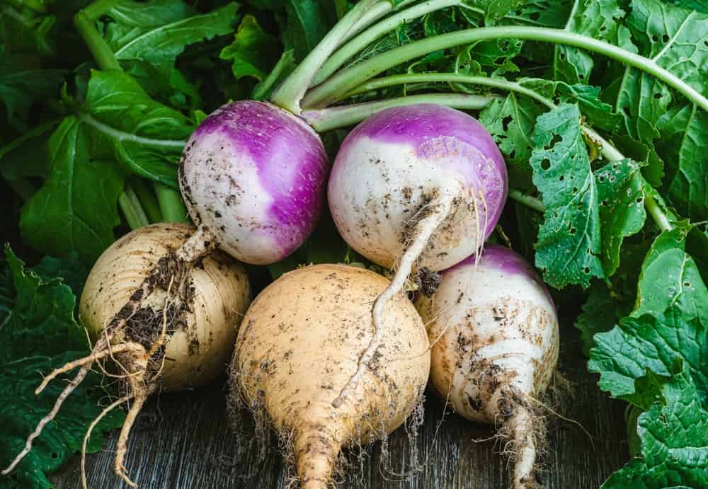 Bunch of purple and yellow turnips on a rustic wooden table.