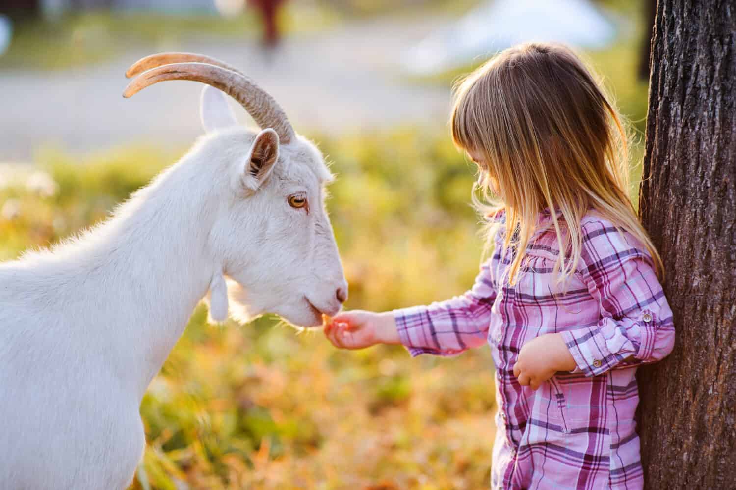 cute little kid feeding a goat at farm