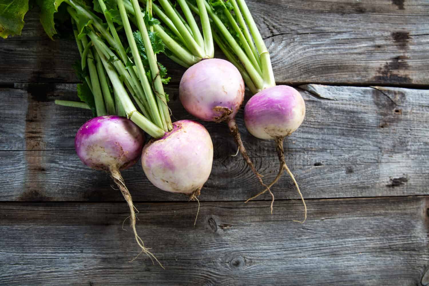 rustic organic turnips with fresh green tops and roots on genuine wood background for sustainable agriculture and vegetarian food, flat lay