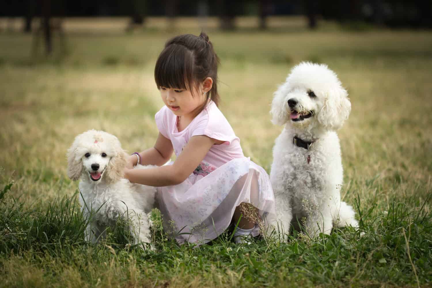 Asian kid playing with a toy poodle dog
