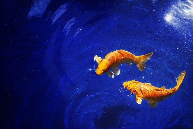 Two golden koi carp fishes close up, dark blue sea background, yellow goldfish swims in water, night moonlight glow, shiny stars, fantastic sky galaxy illustration, Pisces constellation horoscope sign