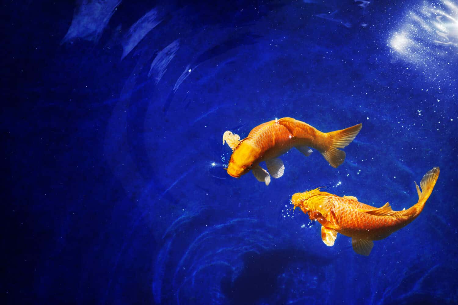 Two golden koi carp fishes close up, dark blue sea background, yellow goldfish swims in water, night moonlight glow, shiny stars, fantastic sky galaxy illustration, Pisces constellation horoscope sign