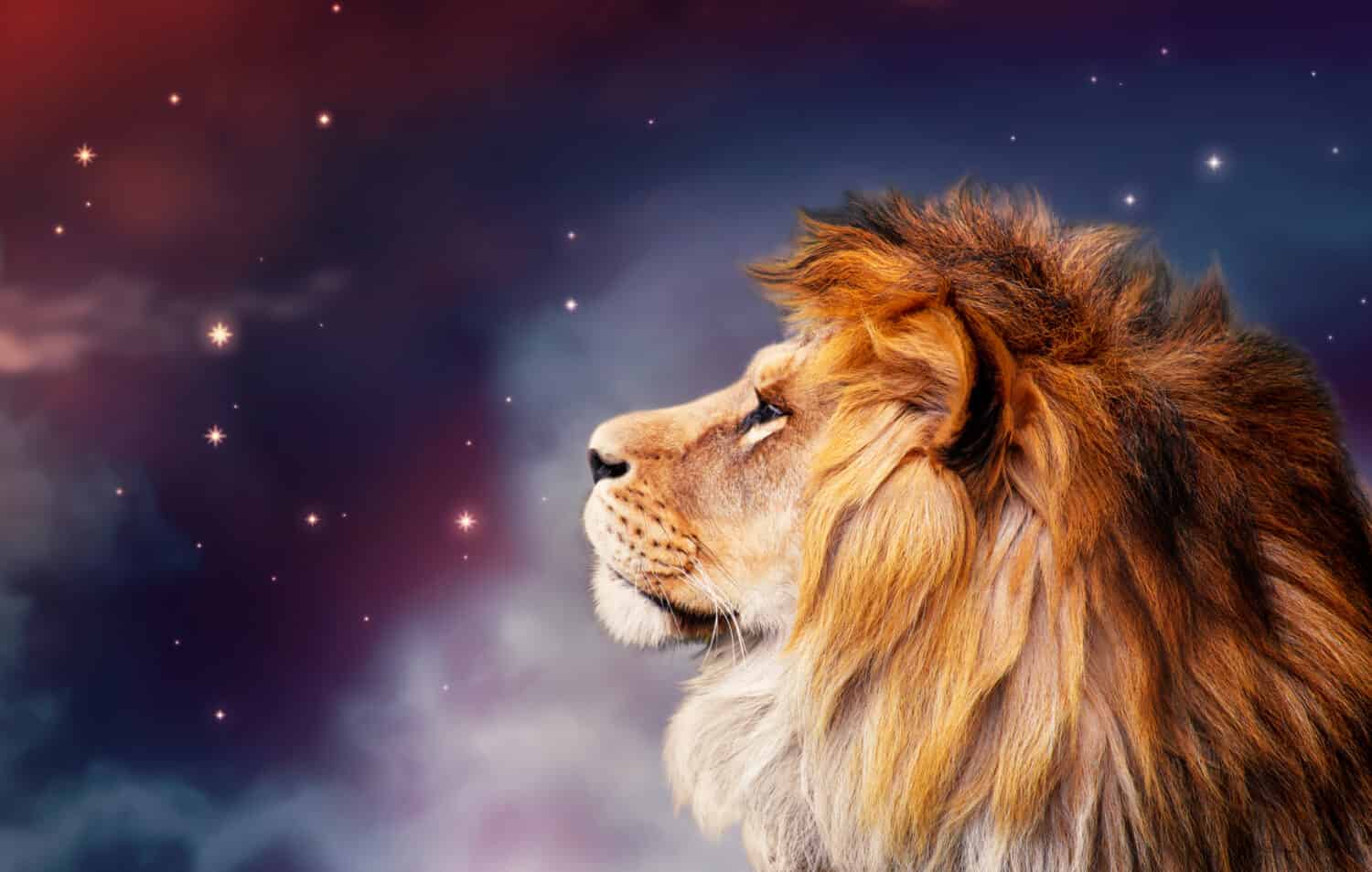 African lion and night in Africa. African savannah moonlight landscape, king of animals. Proud dreaming fantasy lion in savanna looking forward on stars. Majestic dramatic deep starry sky.