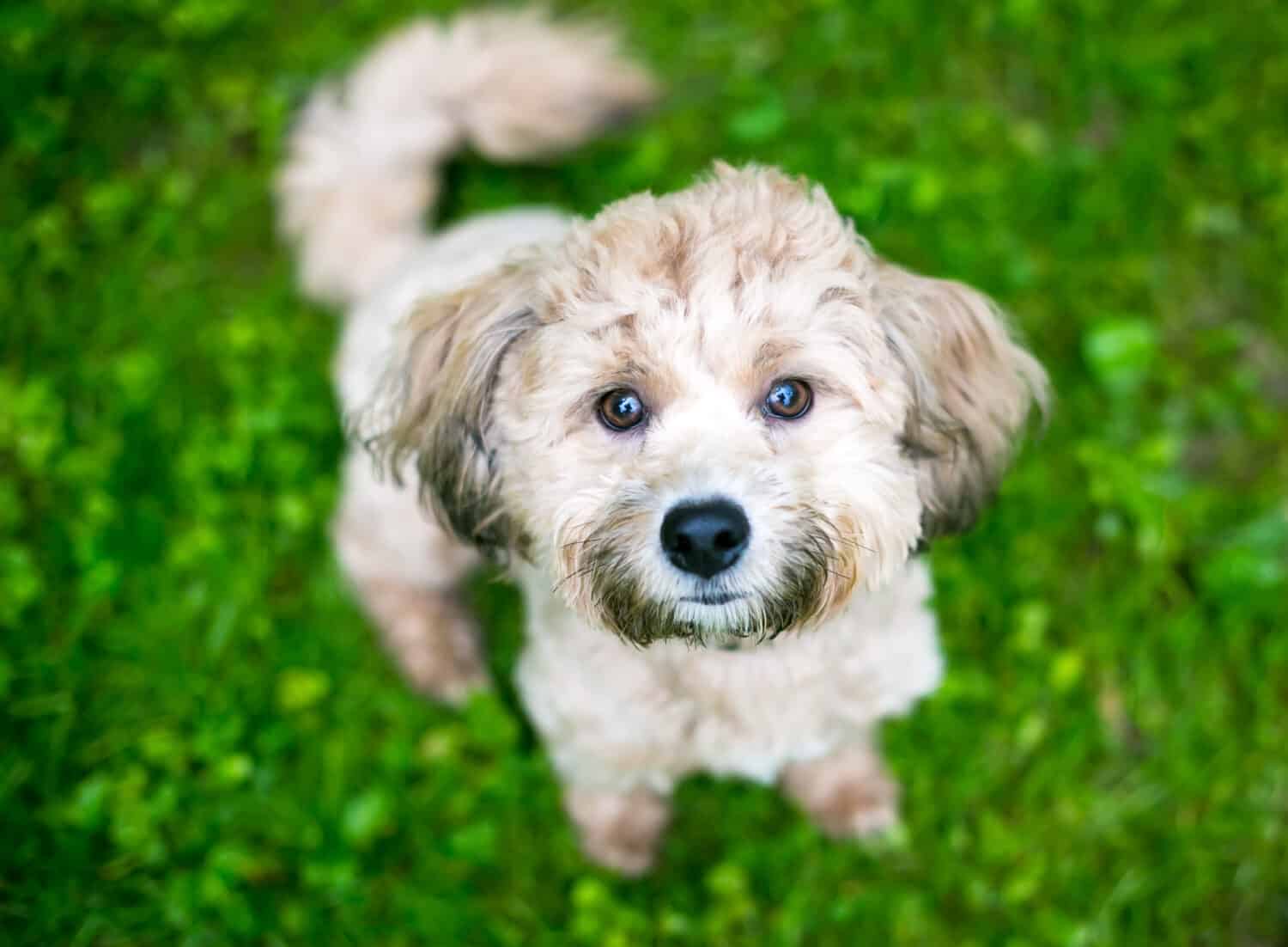 A small Poodle mixed breed dog sitting and looking up at the camera