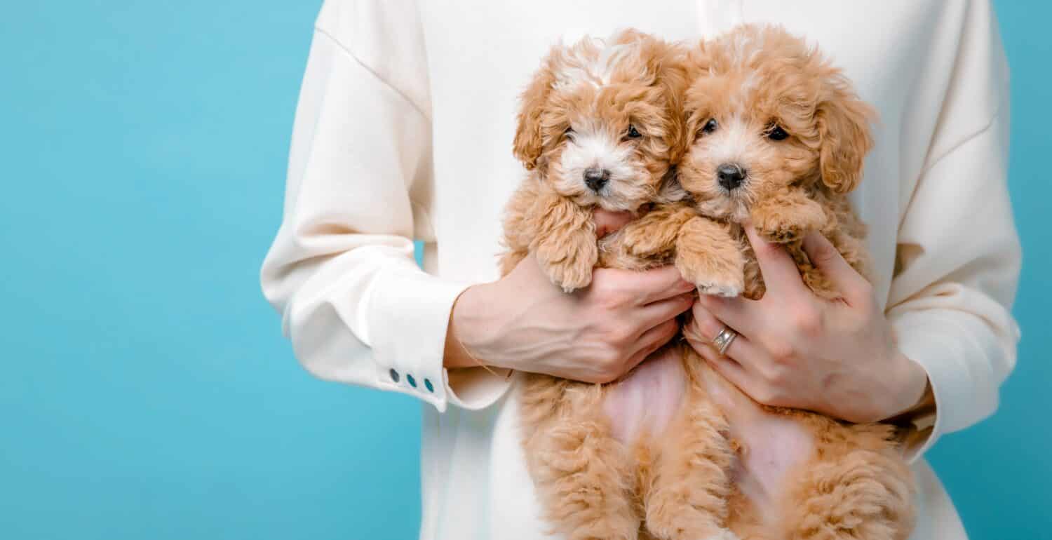 Maltipoo dog. Adorable Maltese and Poodle mix Puppy in women hands. Veterinary banner. Healthy pet. Veterinary clinic
