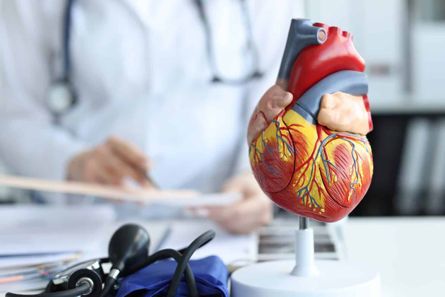 Artificial plastic model of human heart standing against background of cardiologist closeup