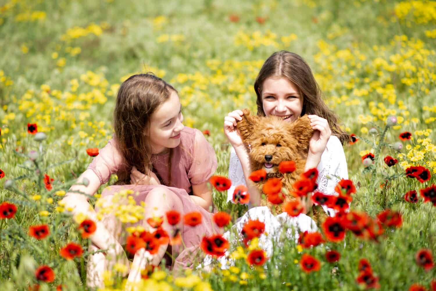 Two teenage girls with a dog in nature communicate and have fun. The dog breed toy poodle of red color. The girls are in a meadow with yellow flowers and poppies. It's spring and sunny outside. Happy.