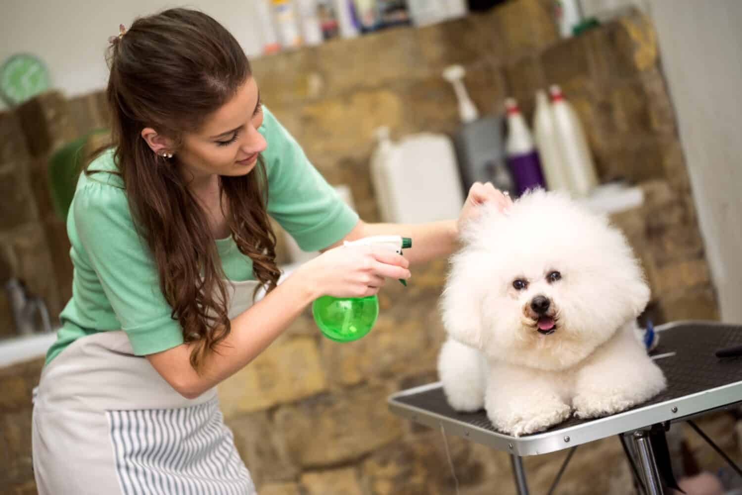 hairspray for hairstyle for bichon frise. Dog gets hair cut at Pet Spa Grooming Salon. Closeup of Dog. groomer concept.