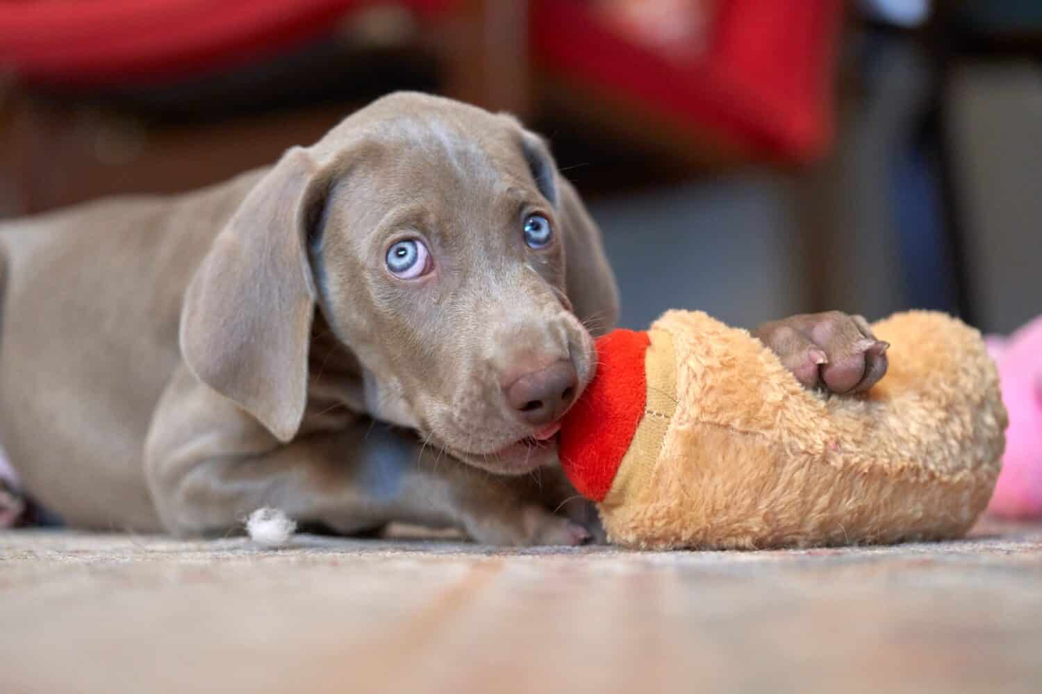 A Weimaraner puppy chewing on a plush toy
