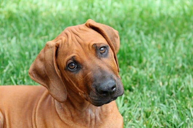 Adorable purebred Rhodesian Ridgeback puppy attentively listening to commands, close-up with background of grass lawn.