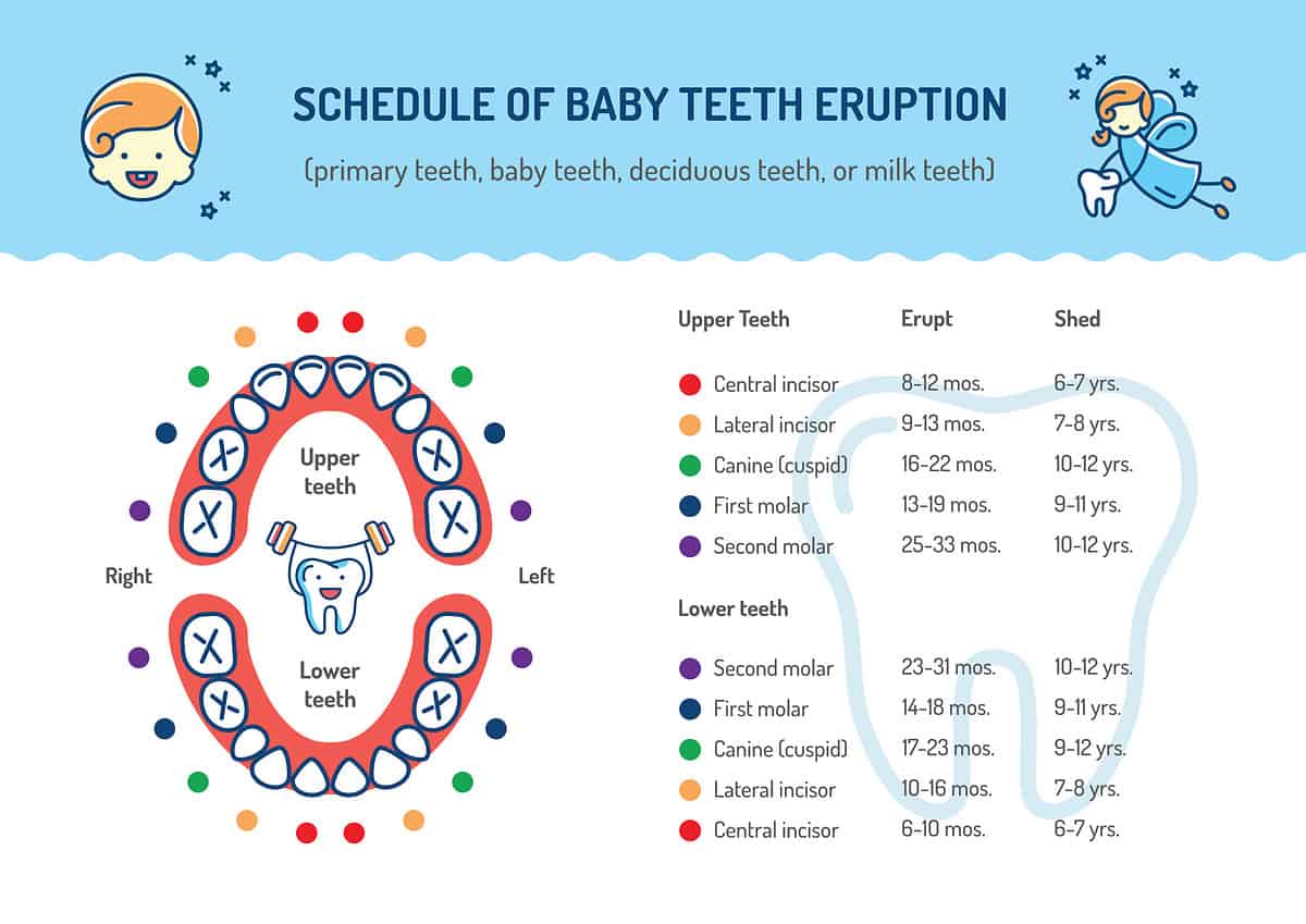 Schedule of Baby Teeth Eruption. Primary teeth, deciduous teeth. Children's dentistry infographics Dental care