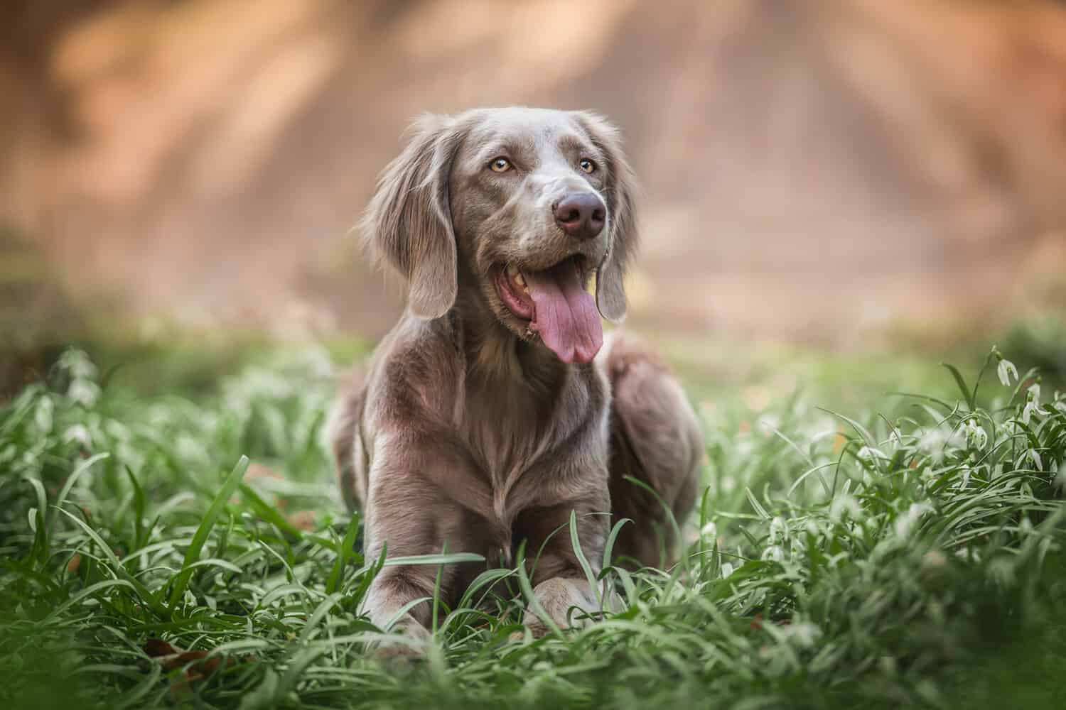 Weimaraner dog and spring