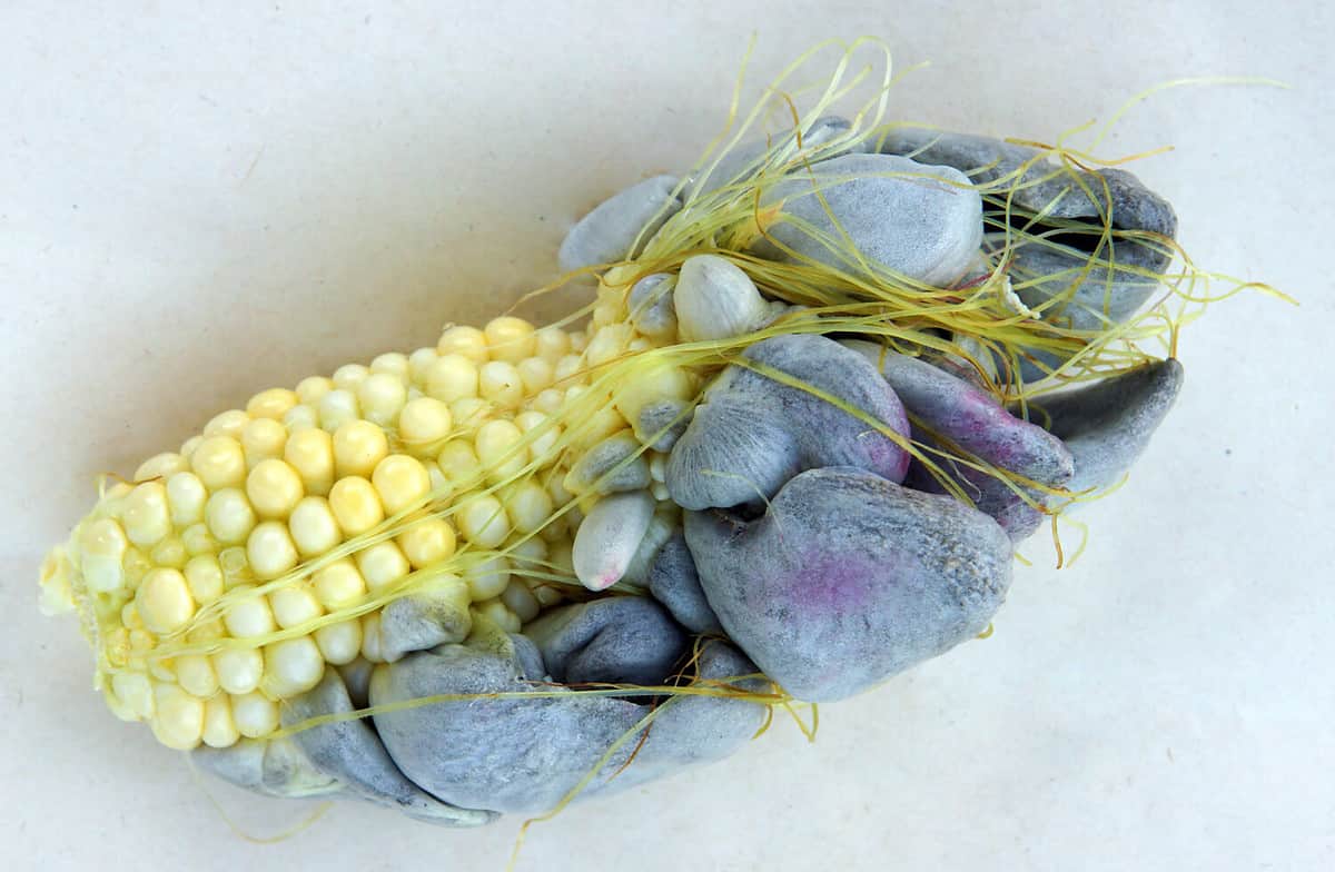Corn smut is a plant disease caused by the pathogenic fungus Ustilago maydis that causes smut on maize