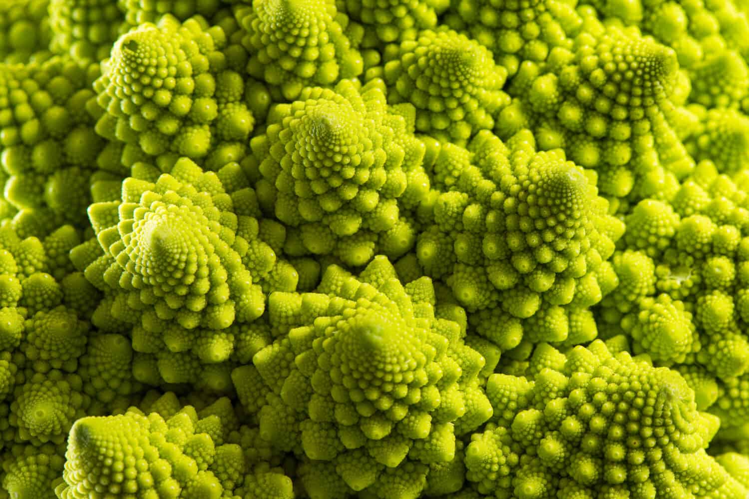 Vegetables. Detail of the romanesque cauliflower.