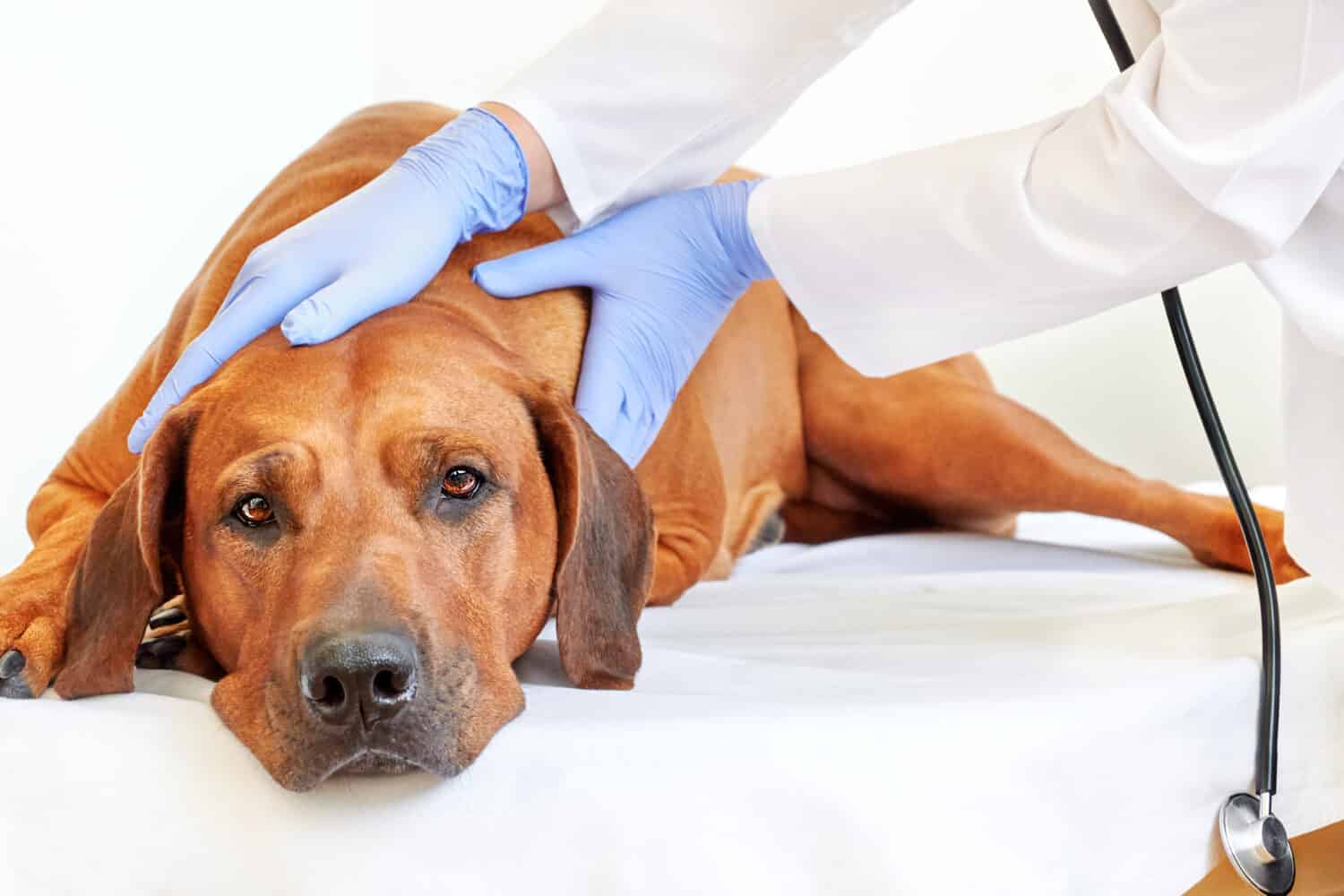 Medical examination of the dog. Veterinarian examining Rhodesian ridgeback dog in vet hospital