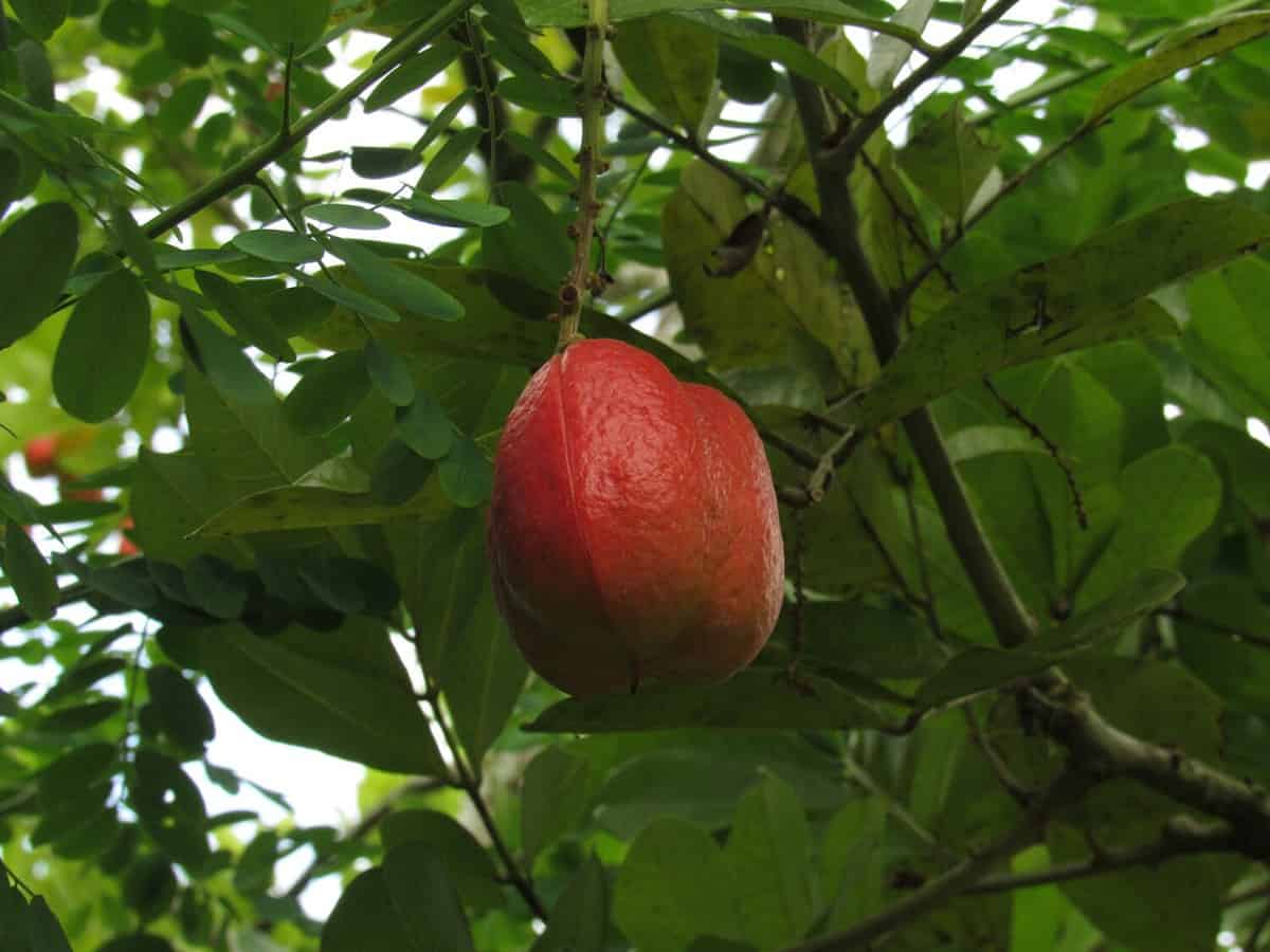 the ackee, also known as ankye (Blighia sapida), fruits still inedible