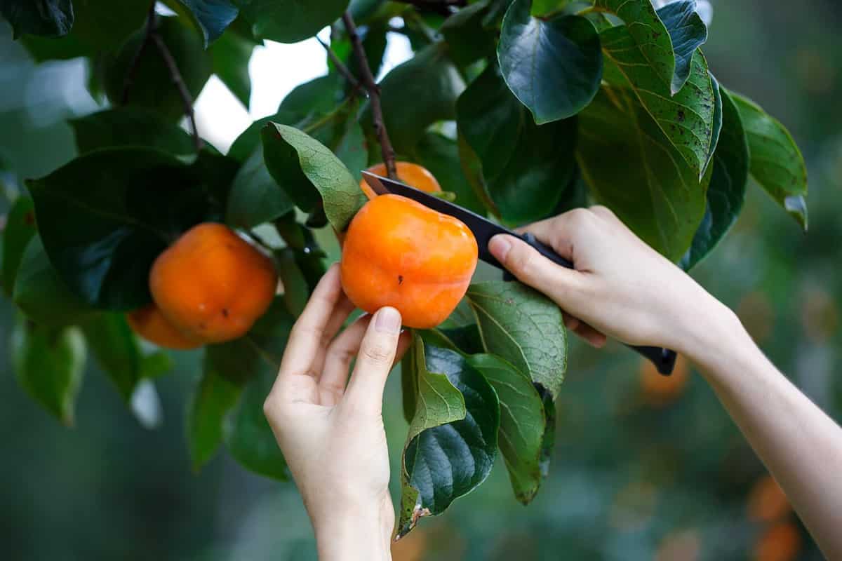 woman Hands cutting harvest Ripe Persimmons fruit hanging on Persimmon tree