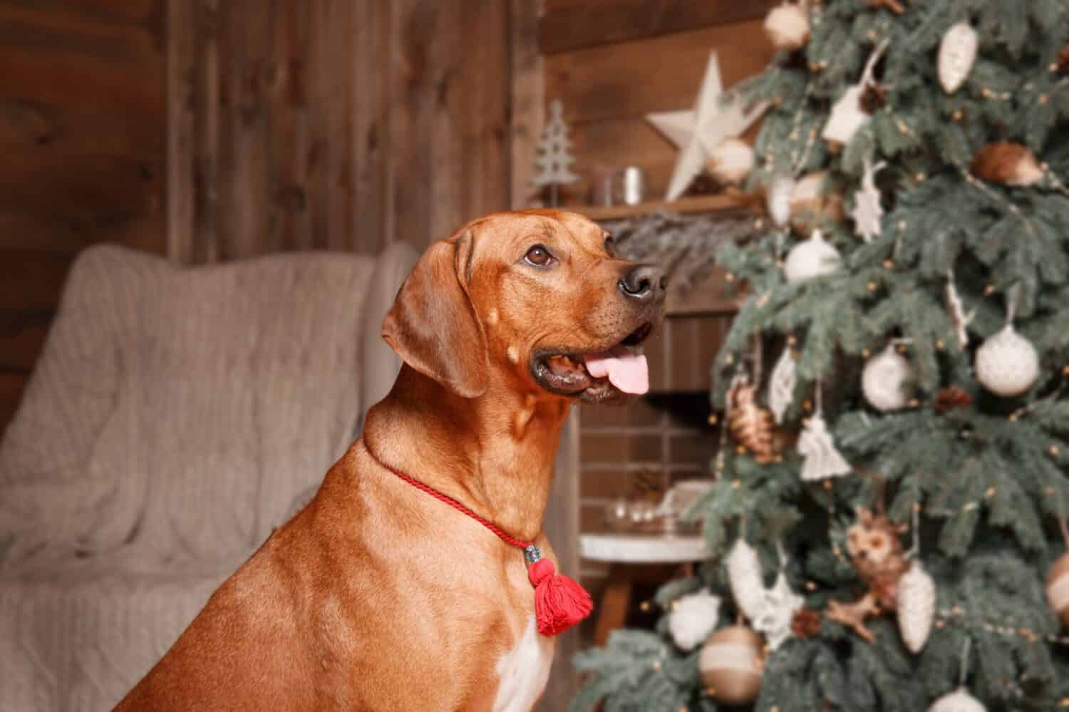 Happy New Year, Christmas holidays and celebration. Dog (pet) near the Christmas tree. . Rhodesian Ridgeback dog breed