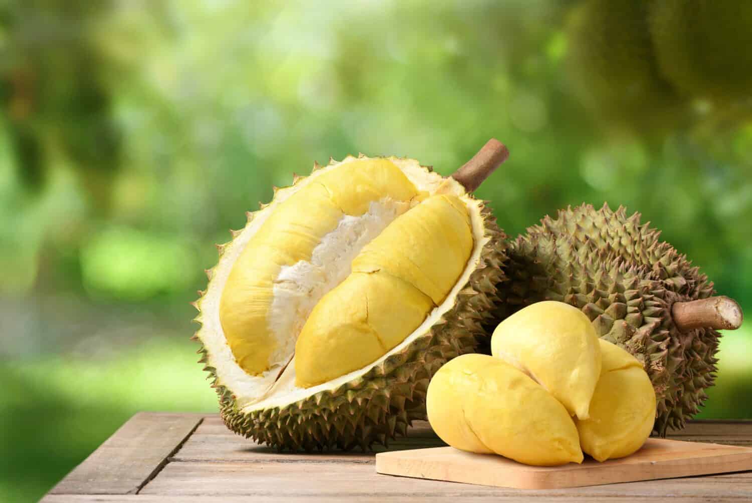 Durian fruit on wooden table with blur durian plantation background.