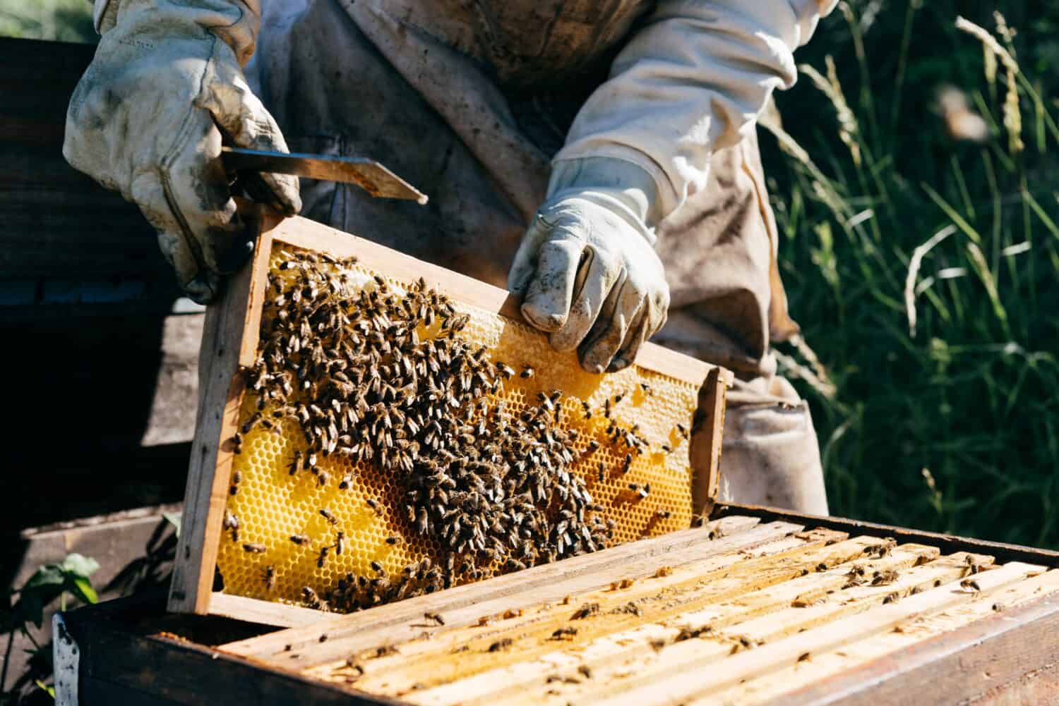 Anonymous honey farmer in protective suit and gloves taking honeycomb with bees from box while working in apiary