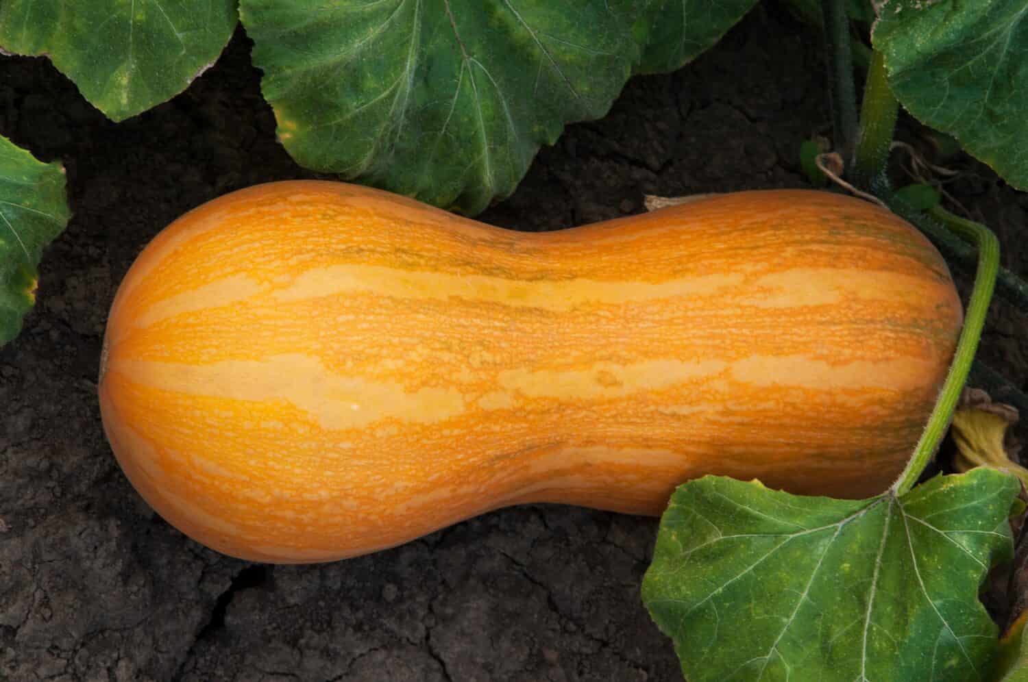 ripe orange pumpkins on the garden bed