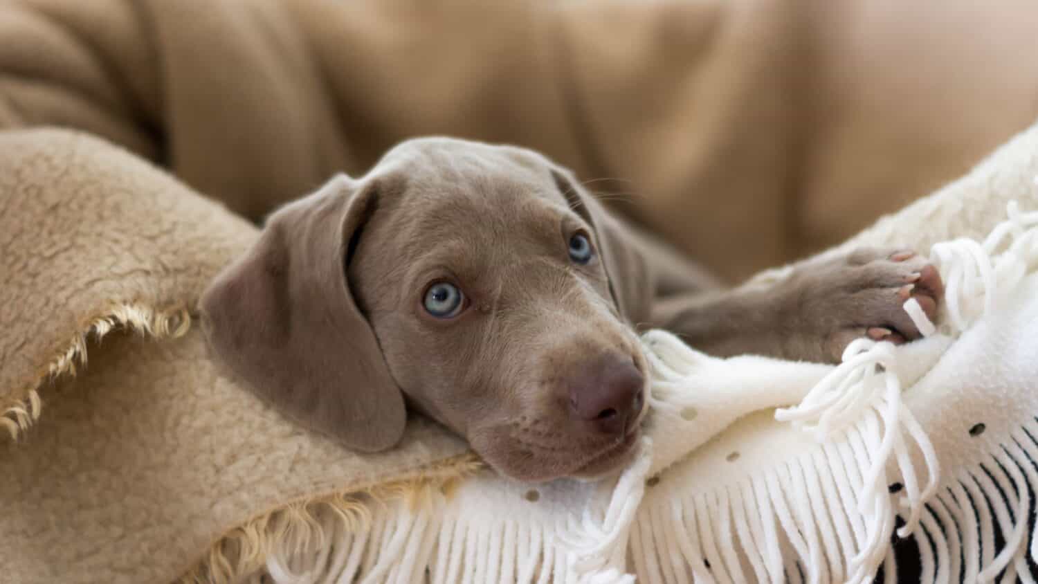 Weimaraner Hunting Dog puppy looking straigt at the camera