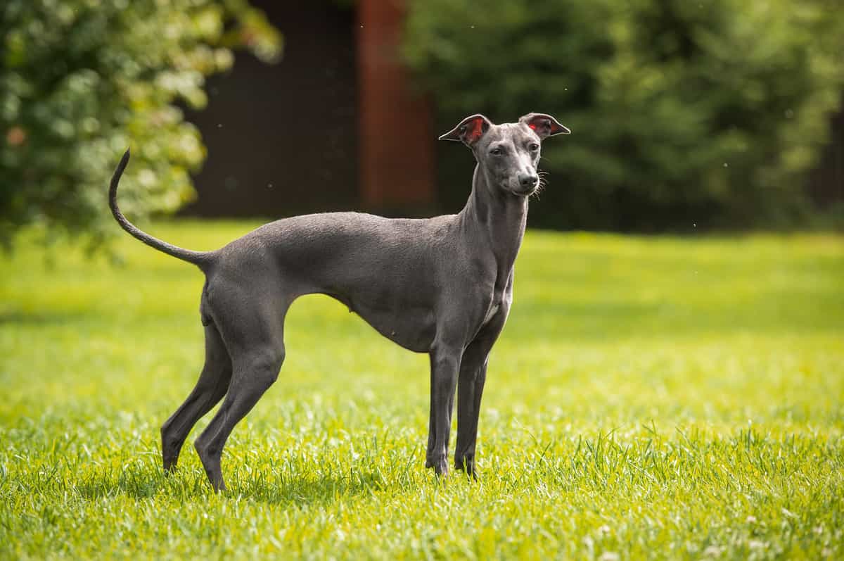 Italian greyhound standing on a field of green grass. 