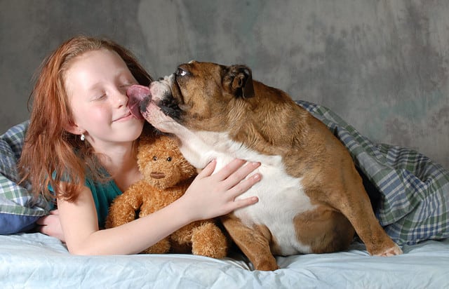 girl and her dog - pre teenage girl ready for cuddling with her dog - english bulldog