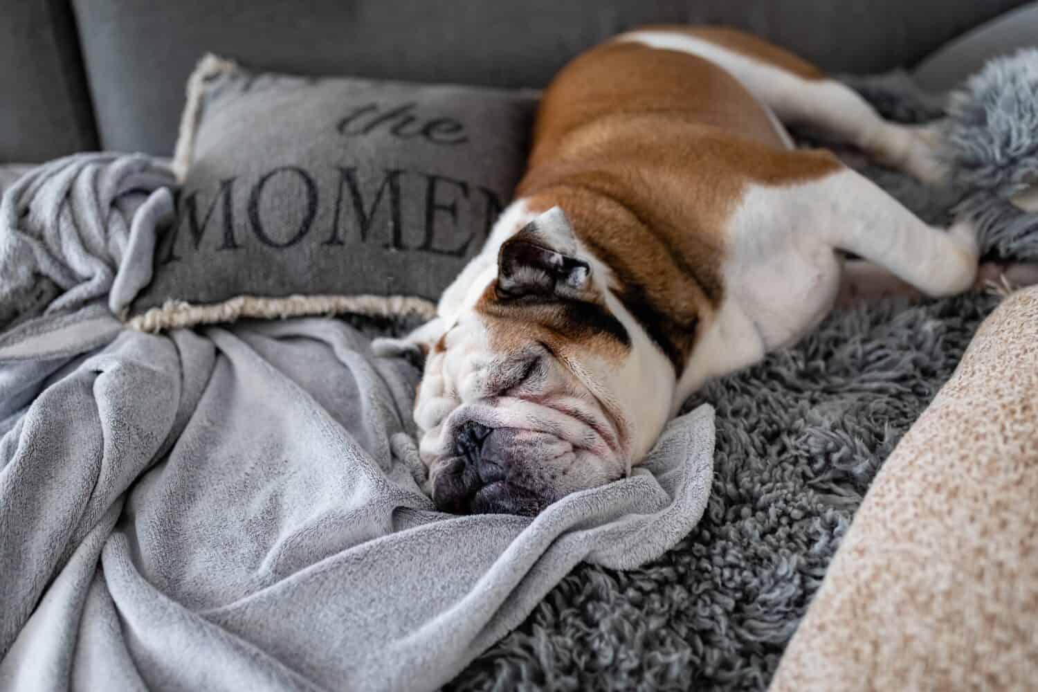 English bulldog sleeping on the couch