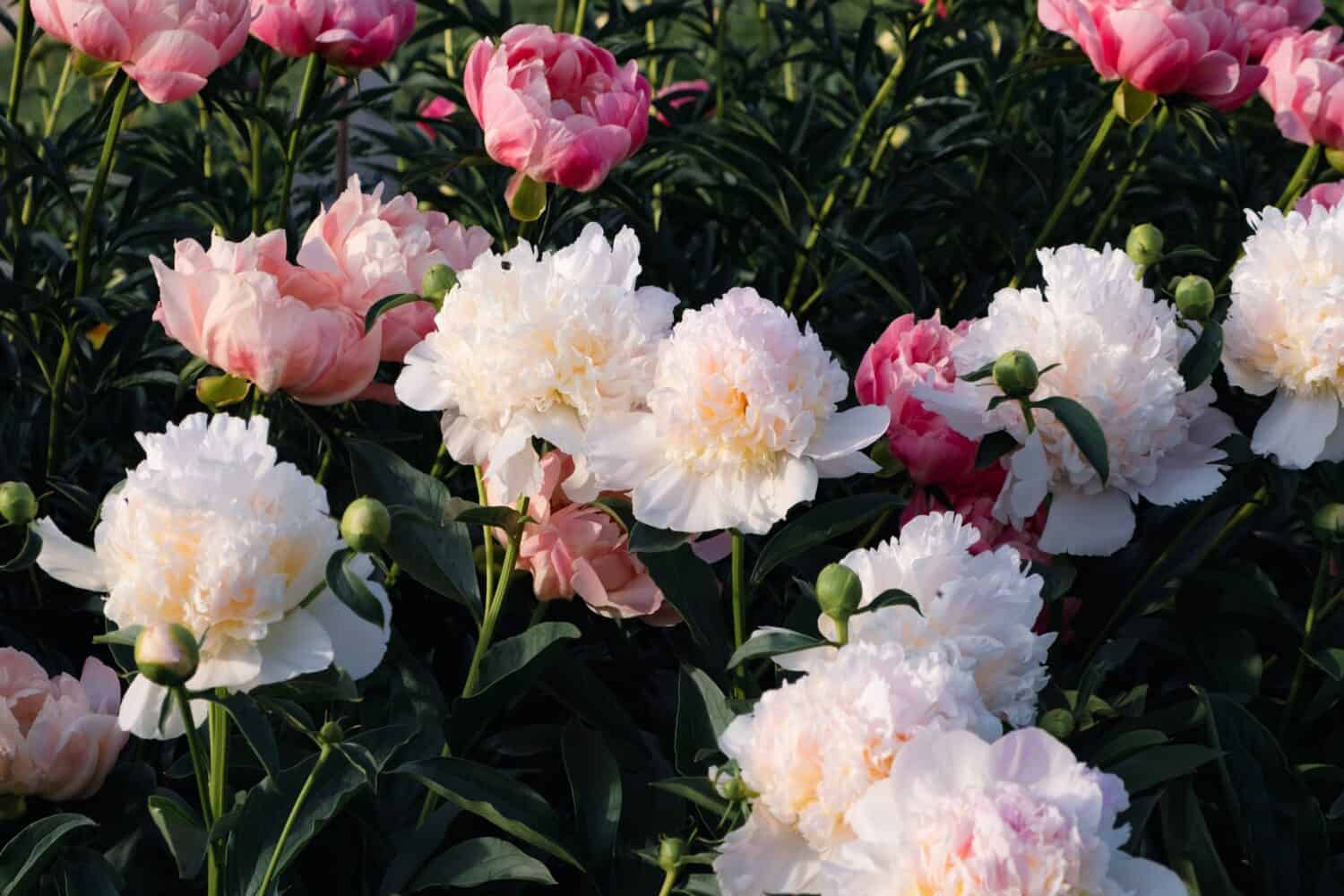 Beautiful fresh delicate pastel pink and white peony flowers in full bloom in the garden, dark green leaves, close up. Summer natural flowery background.