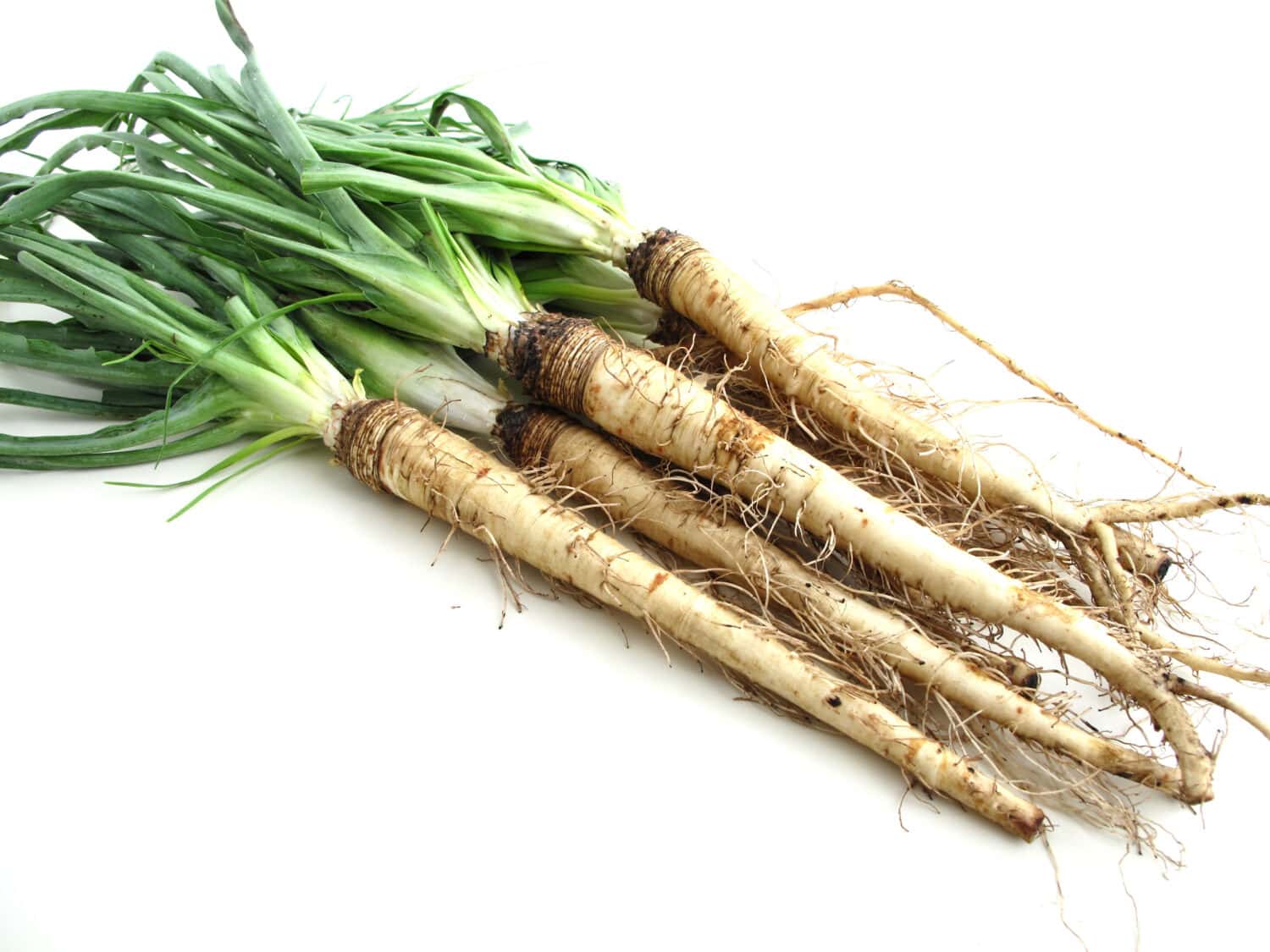 Bunch of salsify root vegetables on a white background          