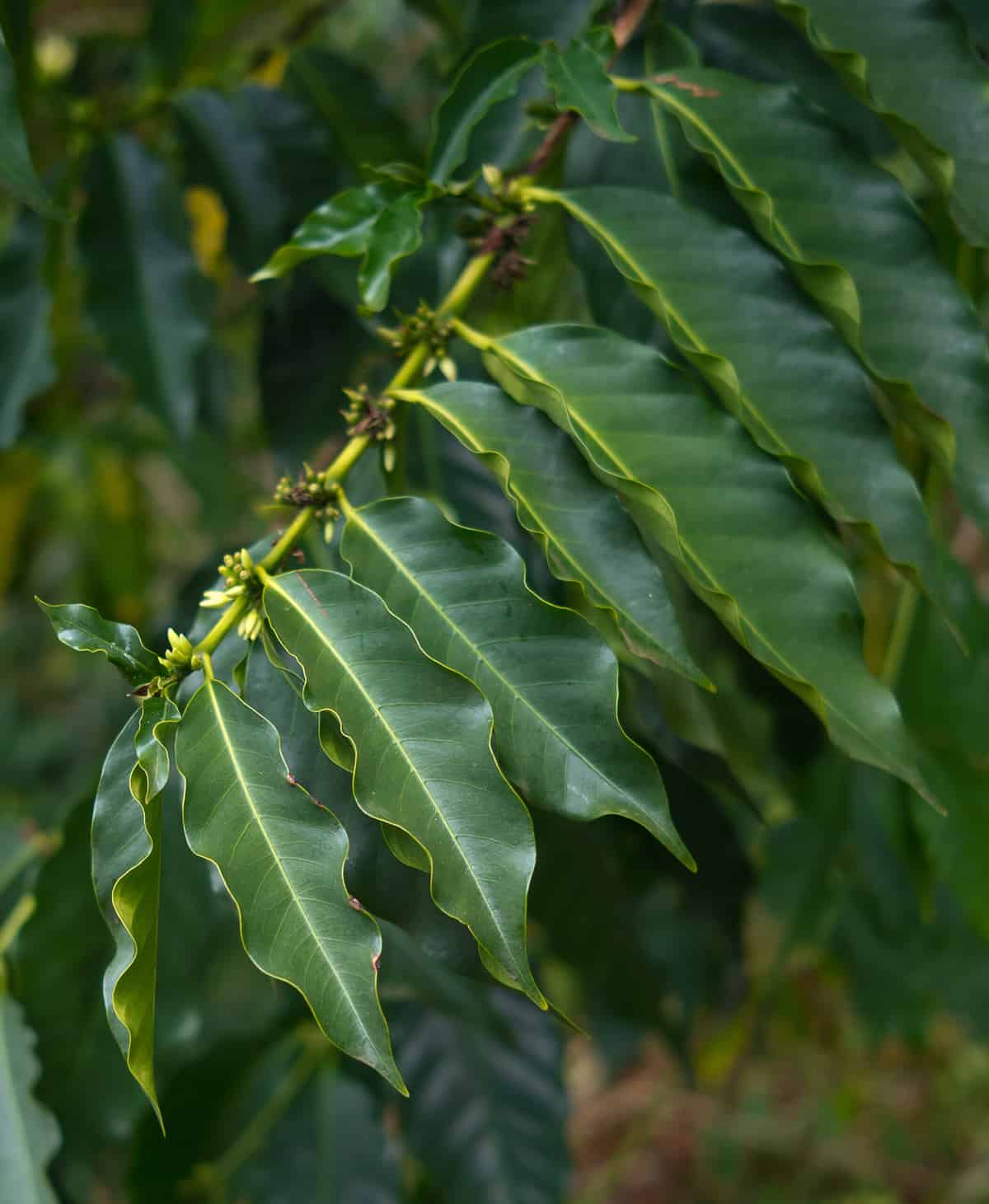 Close up shot of a Kona Coffee leaf on the Big Island of Hawaii
