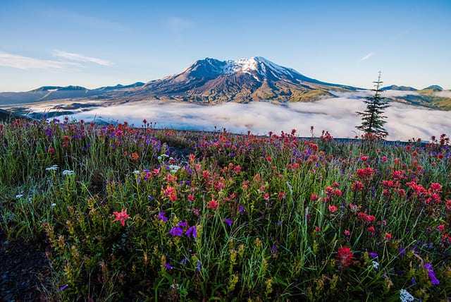 Mt St Helens and wildflowers with low fog in summer