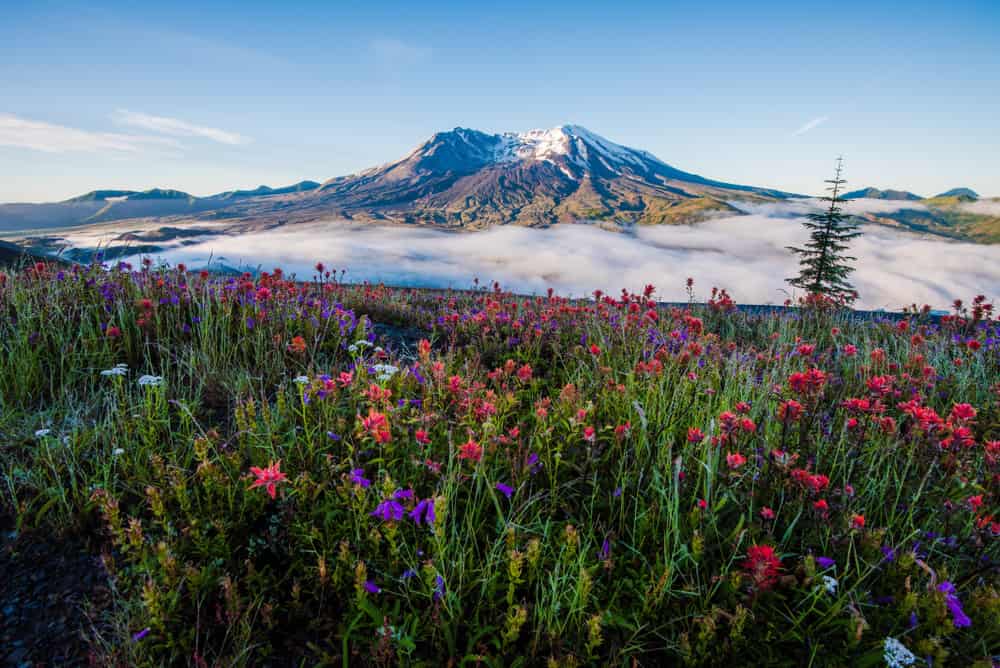 Mt St Helens and wildflowers with low fog in summer