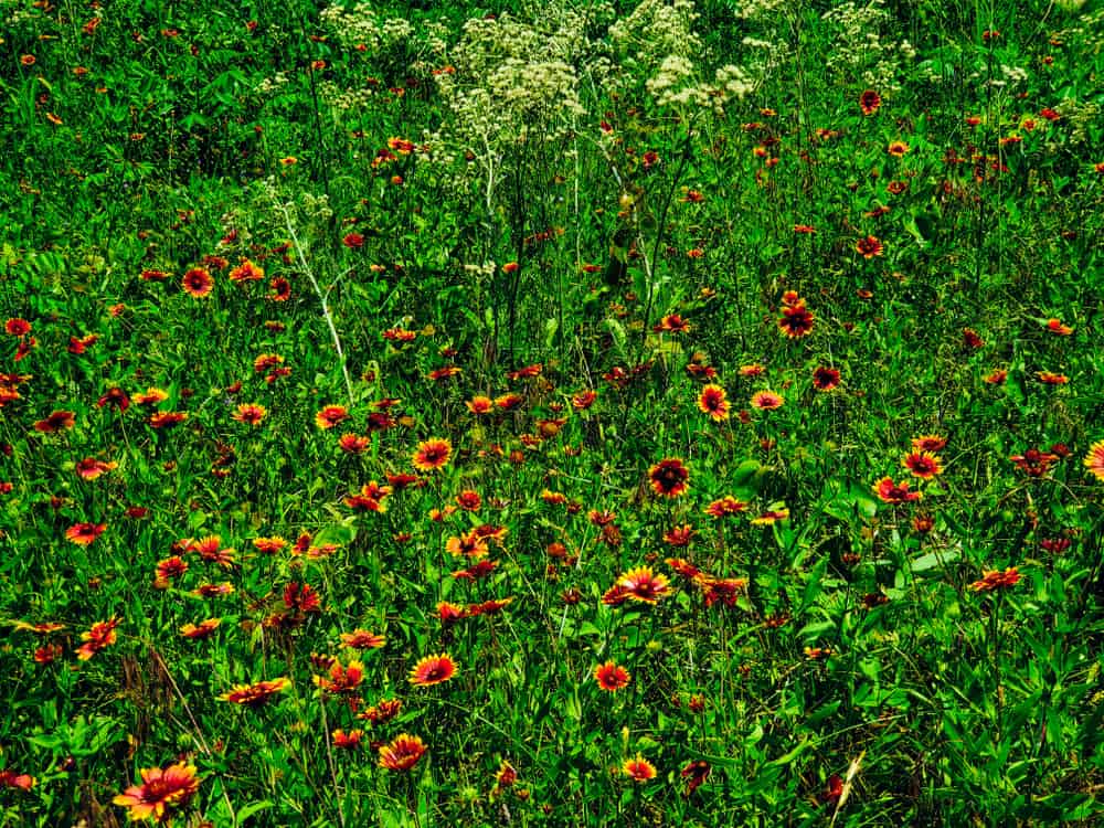 Beautiful Wildflowers of Thackerville, Oklahoma