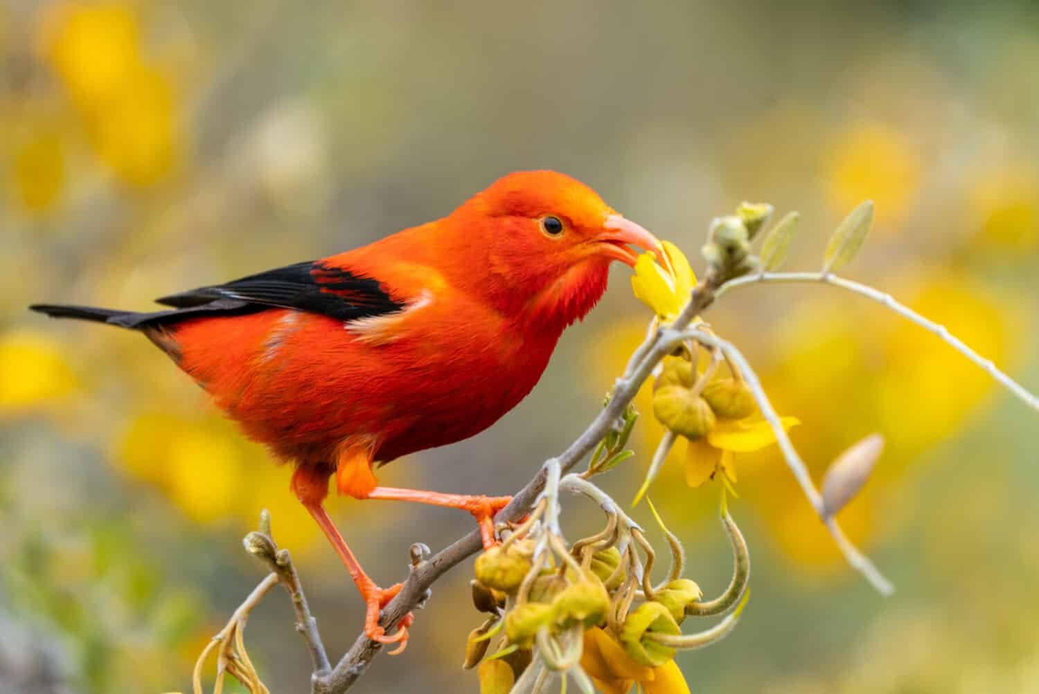 The I'iwi is an endemic bird of the Hawaiian Islands.  This honeycreeper feeds on Mamane blossoms in Hosmer Grove at high elevation on Maui.  They are stunning red birds and large curved beaks.