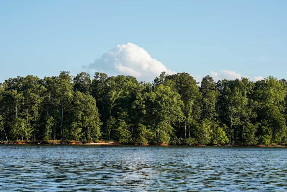 On the lake in Salisbury, North Carolina. Landscape image of the water, trees, and a large cumulus cloud behind the trees.