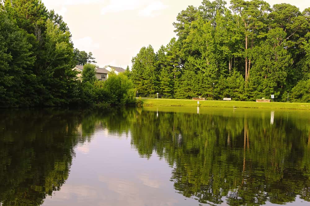 Green summer trees and a pond reflection at Seagrove Park Apex North Carolina