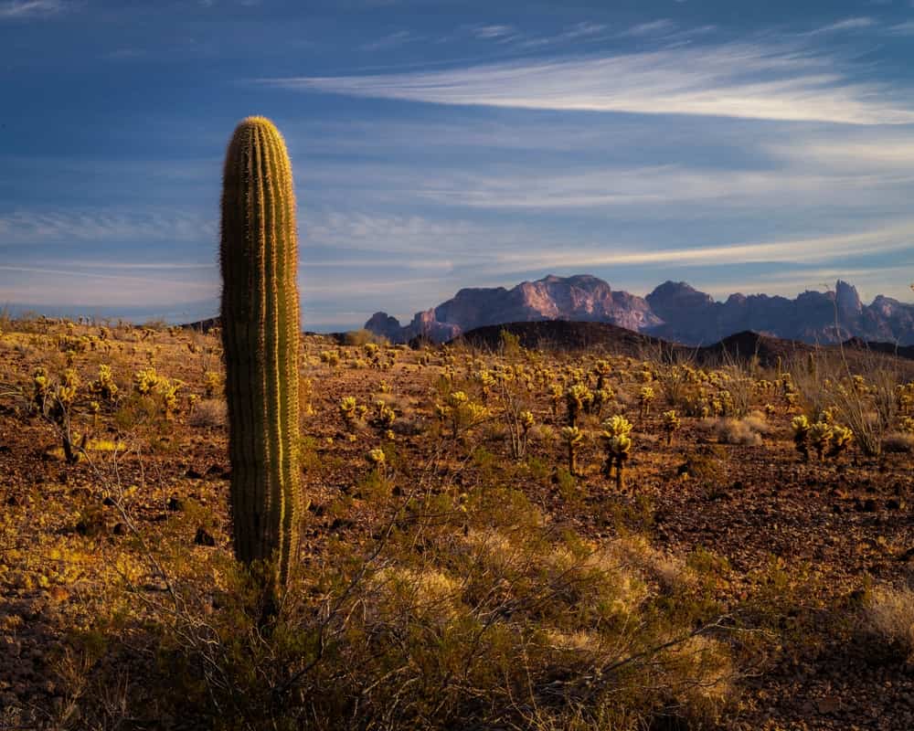 USA, Arizona, Kofa National Wildlife Area. Mountain and desert landscape.