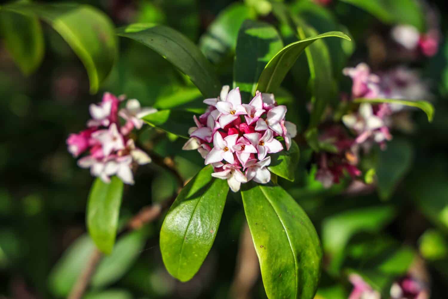 Purple flowers of daphne bholua. Daphne bholua, the Nepalese paper plant, is a species of flowering shrub in the genus Daphne of the family Thymelaeaceae.