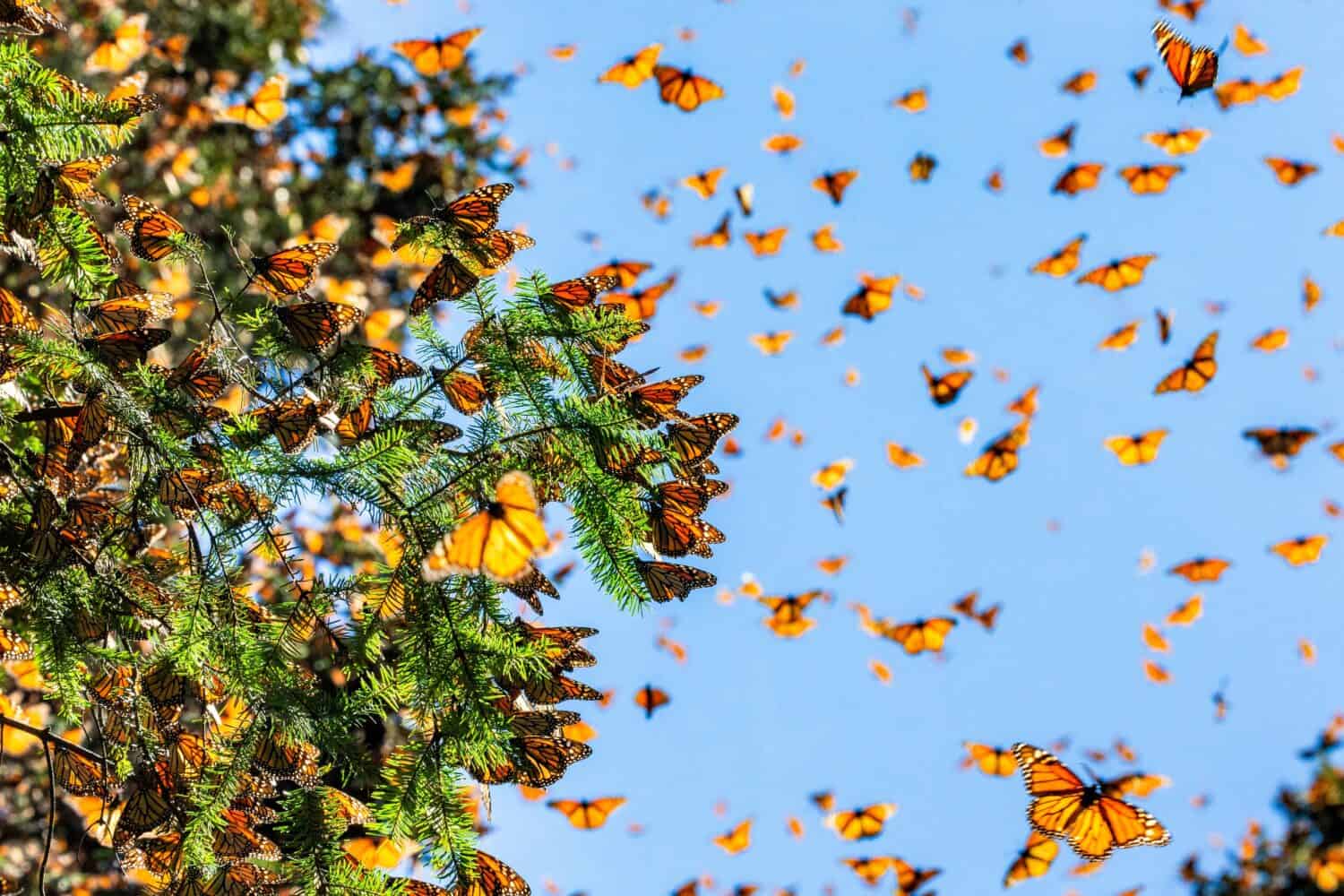 Monarch butterflies (Danaus plexippus) are flying on the backgro