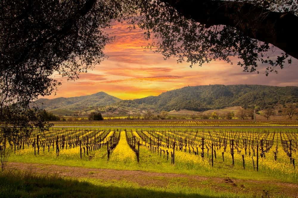 Napa Valley Vineyards and Mustard in Spring and Beautiful Sunset Sky.